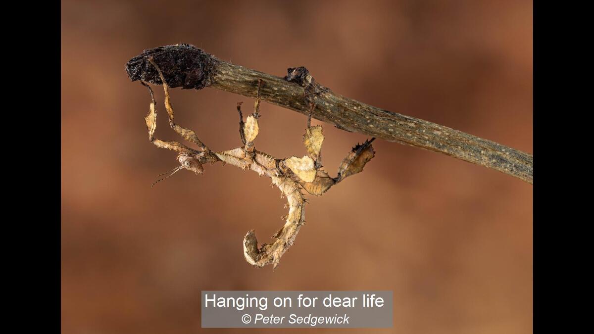 50_Hanging on for dear life_Peter Sedgewick